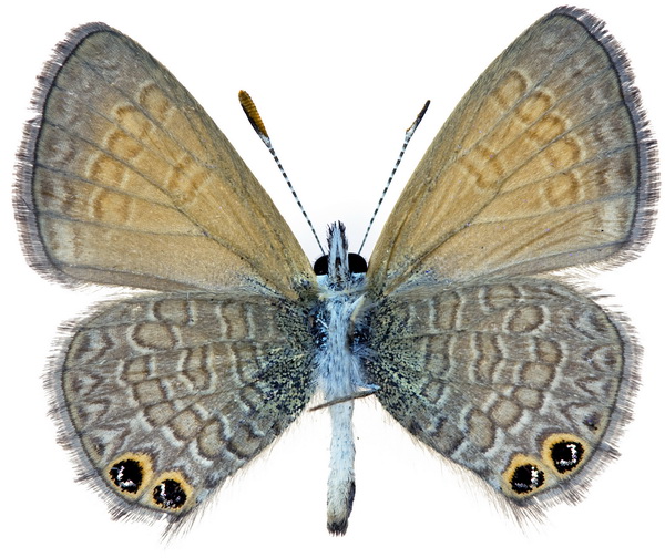 butterfly 1308 (5.0Х4.0)